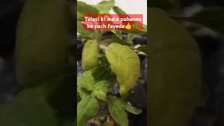 Tulsi ki mala pahanne ke pach fayede vastuastrology tulsifunny plants shorts shortsvideo new [upl. by Nepets191]