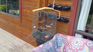 Set up outside below spot where feeding platform will go Caging just temporarily during fledging [upl. by Idnew]