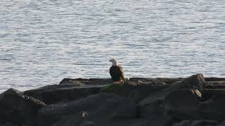 Bald eagle at Cliffwood Beach NJ [upl. by Launcelot]