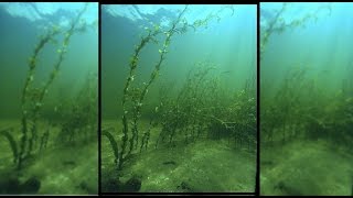 Potamogeton sp at Shyamkhola Lake [upl. by Esirahs]