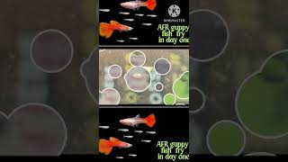 AFR guppy fish breedingfreshwaterfish guppy aquarium guppyfish [upl. by Jaclin]