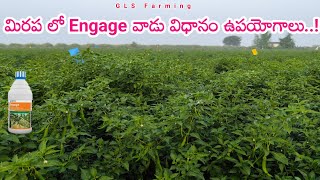 Corteva Engage Insecticide Uses Telugu  Engage Insecticide Dosage  potash fertilizer water soluble [upl. by Yates]