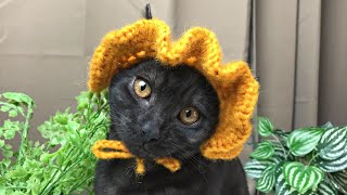 Crochet Hat for Cats and Dogs  Crochet Tutorial [upl. by Leunamme]