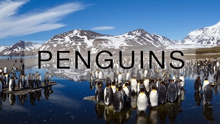 Thousands of penguins on South Georgia island [upl. by Reynolds]