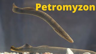 Petromyzon  Zoology  By  Yadvindr Sir [upl. by Nonnair]