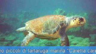 La nascita della tartaruga marina Caretta caretta Parte Prima [upl. by Arvo821]