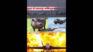 F 16 Collides With Pig 😱😱😱😱🤣🤣🤣🤣🤣🤣khangs shortvideo viralvideo shortsvideo viralshorts [upl. by Attah]