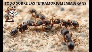 TODO SOBRE LAS TETRAMORIUM IMMIGRANS VUELOS NUPCIALES HABITATS Y DESARROLLO [upl. by Arramahs358]