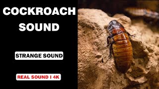 Real Cockroach Sounds  High Quality  Interesting Cockroach Sound Experience  4K [upl. by Anniken]