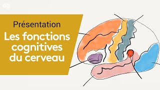 Identifier les fonctions cognitives du cerveau  Formation Neurologie [upl. by Ahsemat]