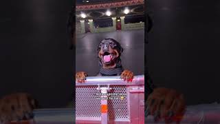 HE GOT A PRIVATE CONCERT nalatheneedyrottie rottweiler [upl. by Aurilia]