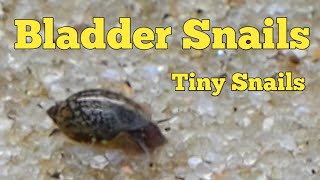 Bladder Snails the smallest snail [upl. by Lavro836]