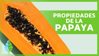 BENEFICIOS de la PAPAYA para la SALUD 🧡 Propiedades Para Qué Sirve y Cómo Comerla ✅ [upl. by Aicertap182]