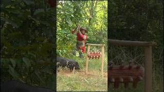 Primitive Survival Skills Shelter Earth Hut Crafting Traps Ambush Wild Boar shortvideo [upl. by Wesley]