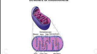 Mitochondria and Peroxisomes [upl. by Acenom]