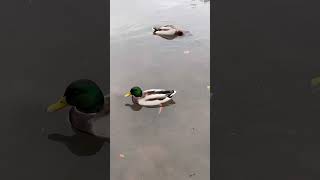 Ducks swimming nature naturevlog [upl. by Eornom912]