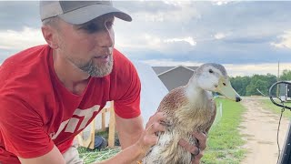 SILVER APPLEYARD DUCKS get a new pond Shack [upl. by Town]