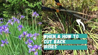 When and How to Cut Back Irises in the Fall  Prune Iris  Trim Iris  Iris Plant Care [upl. by Jordison144]