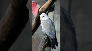 Galah Cockatoo Mutation❣️ Lutino Galah Cockatoo galahcockatoo galah cocatoo birdlovers shorts [upl. by Eirrem]