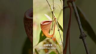 Nepenthes tenuis 细猪笼草 [upl. by Letsou]