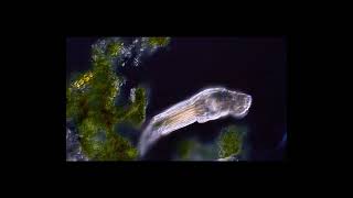 Rotifer Philodina roseola [upl. by Jemy]