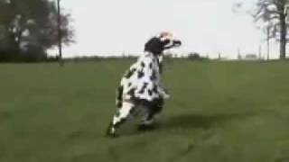 THE MAD COW¡¡¡¡¡¡¡¡¡¡¡¡¡¡¡ VIDEO [upl. by Haidabo]