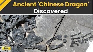 240MillionYearOld Chinese Dragon Called Dinocephalosaurus Orientalis Baffles Scientists [upl. by Assela]