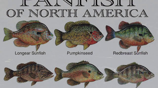 TOP 5 Panfish Lures [upl. by Anivlem]