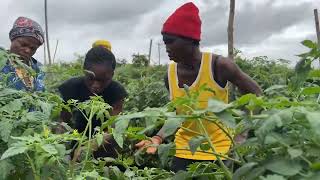 Project Update 8 Weeks After Transplanting  80 Acres Vegetable Production in Ghana 🇬🇭 Woadze [upl. by Rizzo]