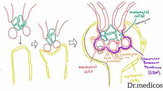 Development of the Glomerulus amp podocytes structure and function [upl. by Sucramrej]