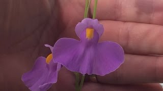 Yikes I have a Purple Bladder Wort Utricularia longifolia Carnivorous plantCare tips [upl. by Christye562]