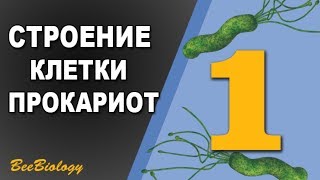 Урок по Биологии №1  Строение прокариотической клетки  Клетка Бактерии [upl. by Anatola]