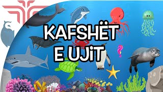 Kafshët e ujit [upl. by Notniuq]