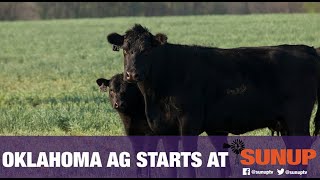 CowCalf Corner  45day weaning basics 9118 [upl. by Lemuelah933]