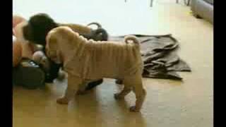 Shar Pei Puppies 6 weeks old [upl. by Butte]