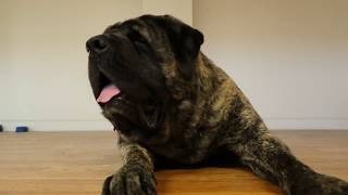 English Mastiff Review [upl. by Ardnala]