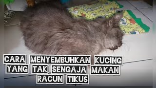 Cara menyembuhkan kucing karena makan racun tikuspengalaman [upl. by Relyc633]