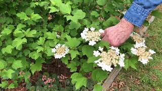 Home Native Landscaping  Viburnum [upl. by Ylrak]