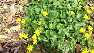 Capital Naturalist Lesser Celandine  Fig Buttercup [upl. by Marvin]