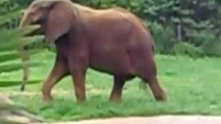 Asheboro Zoo  Elephant [upl. by Ynahpets721]