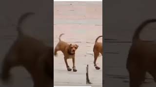 Novos sapatos para cachorro 🤣🤣🤣🤣🤣🤣🤣🤣🤣 [upl. by Montana]