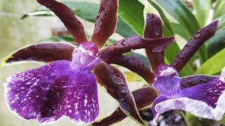 Zygopetalum Louisendorf  Orchideen Pflege leicht gemacht [upl. by Nomor]