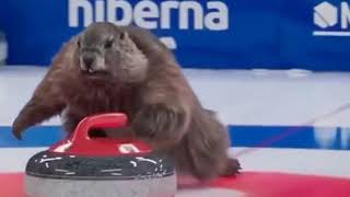 Beavers playing curling [upl. by Redla]