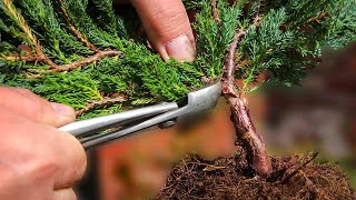 Juniper chinensis  bonsai from nursery stock [upl. by Zilber]