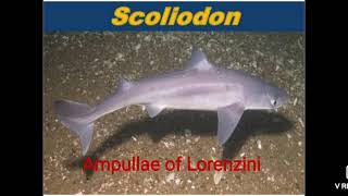 Ampullae of Lorenzini of Scoliodon BScII YearZoology Paper 1 [upl. by Matilde]