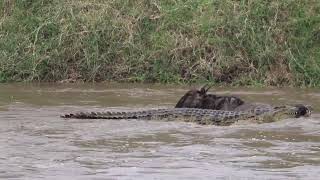 MASSIVE crocodile grabs wildebeest [upl. by Acirem]