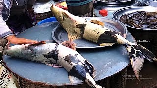 Incredible Alive Dwarf Goonch Fish Market at Old Dhaka Bangladesh [upl. by Hanafee]