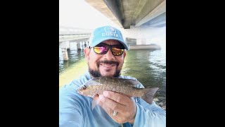 Mangrove Snapper Fishing at Picnic Island amp Gandy Bridge [upl. by Anuska147]