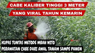 Cara menanam cabe rawit kaliber agar berbuah lebat dan subur dengan metode mbah wito [upl. by Cirdla]