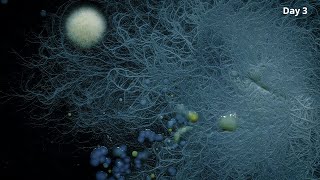 4K Fungi and Bacteria TimeLapse 14 [upl. by Esilahs]